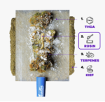 Baby Jeeter - Iced Matcha (Sativa) - Quad Infused Pre-Rolls 5pk (2.5g) - Image 2