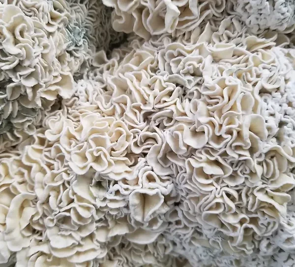 ENIGMA (OMNI) - Magic Mushrooms 4g
