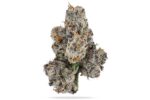 Happy Botanist - Bubblegum Gelato - Premium Flower 1/8oz (3.5g) - Image 2