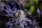 Happy Botanist- Black Truffle - Premium Flower 3.5g - Image 2