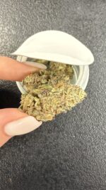 Traditional - Honey Butter - Premium Exotic Indoor Flower 3.5g - Image 2